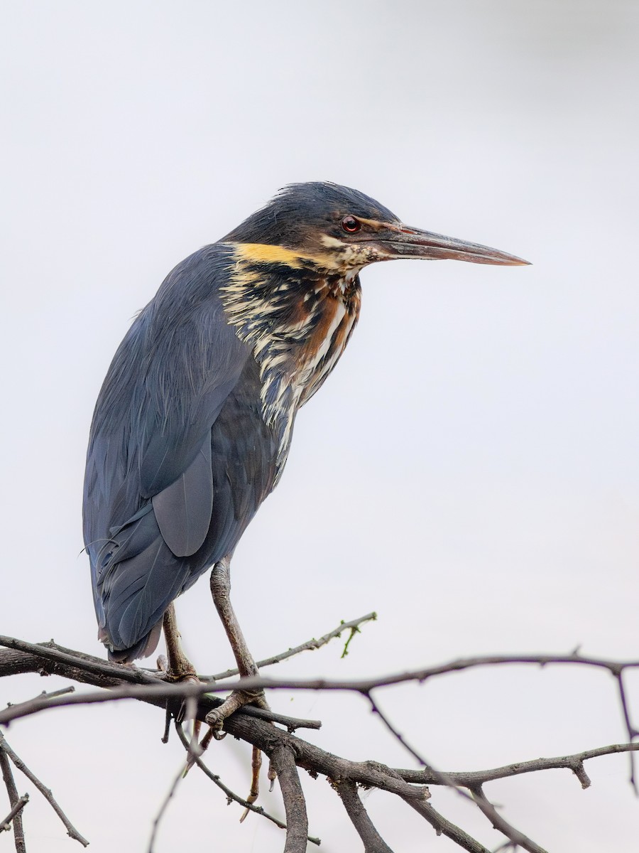 Black Bittern - ML626122985