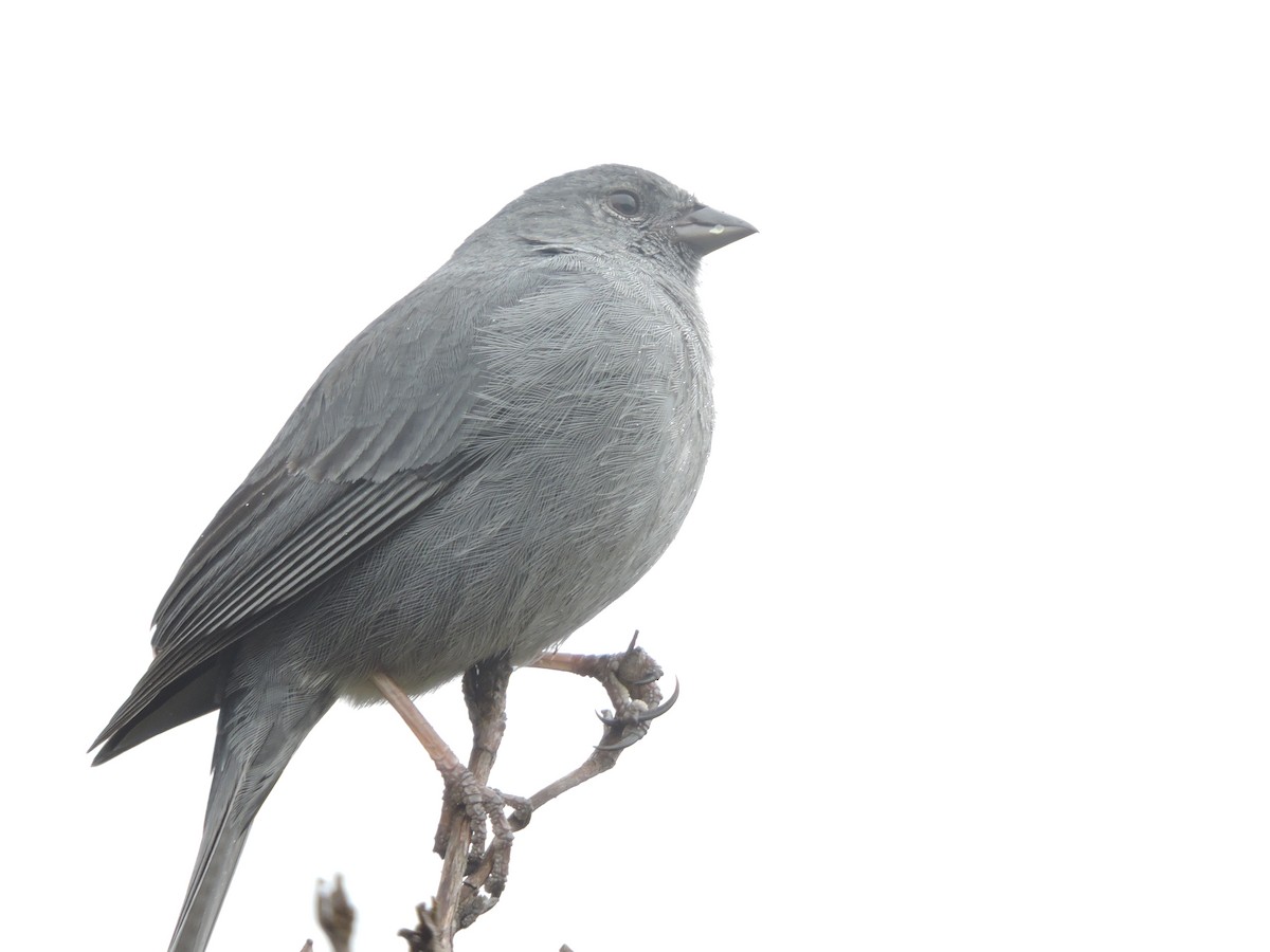 Plumbeous Sierra Finch - ML62612311