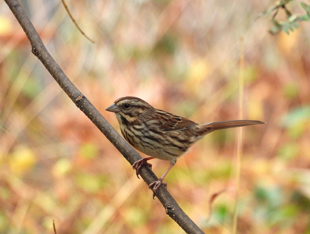Song Sparrow - ML626123134