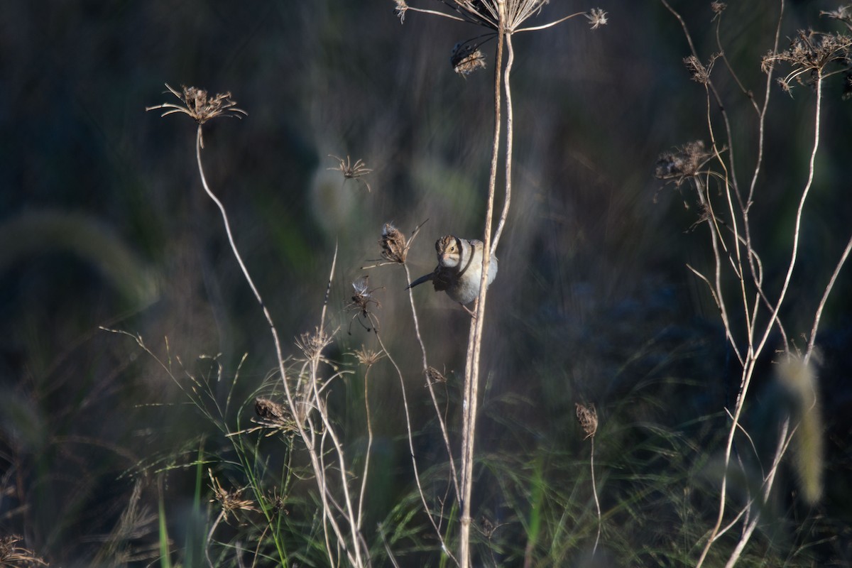 Clay-colored Sparrow - ML626123418