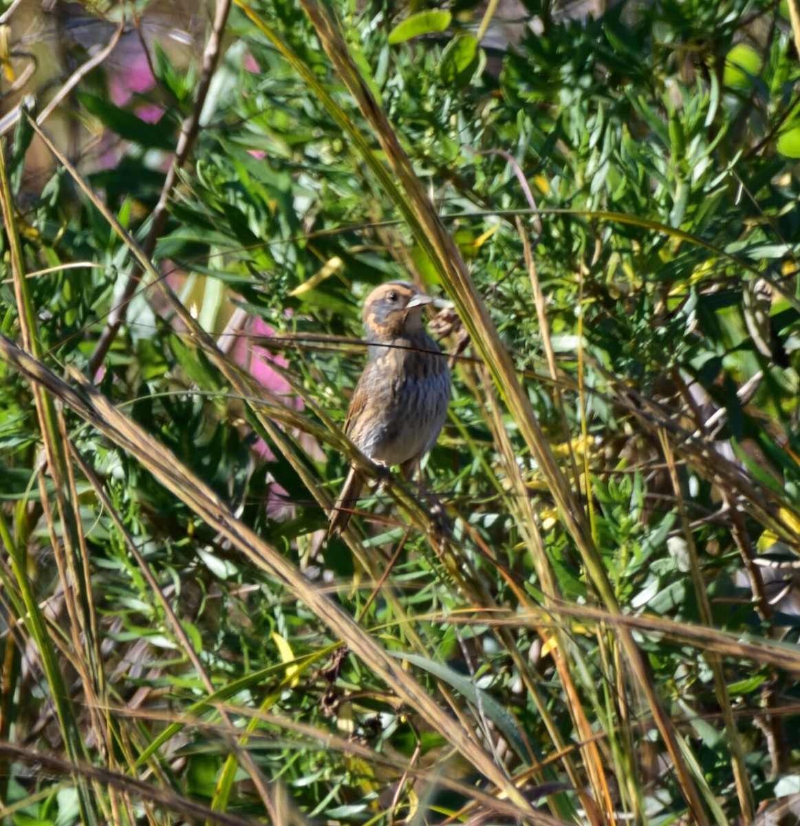 Nelson's Sparrow - ML626123434