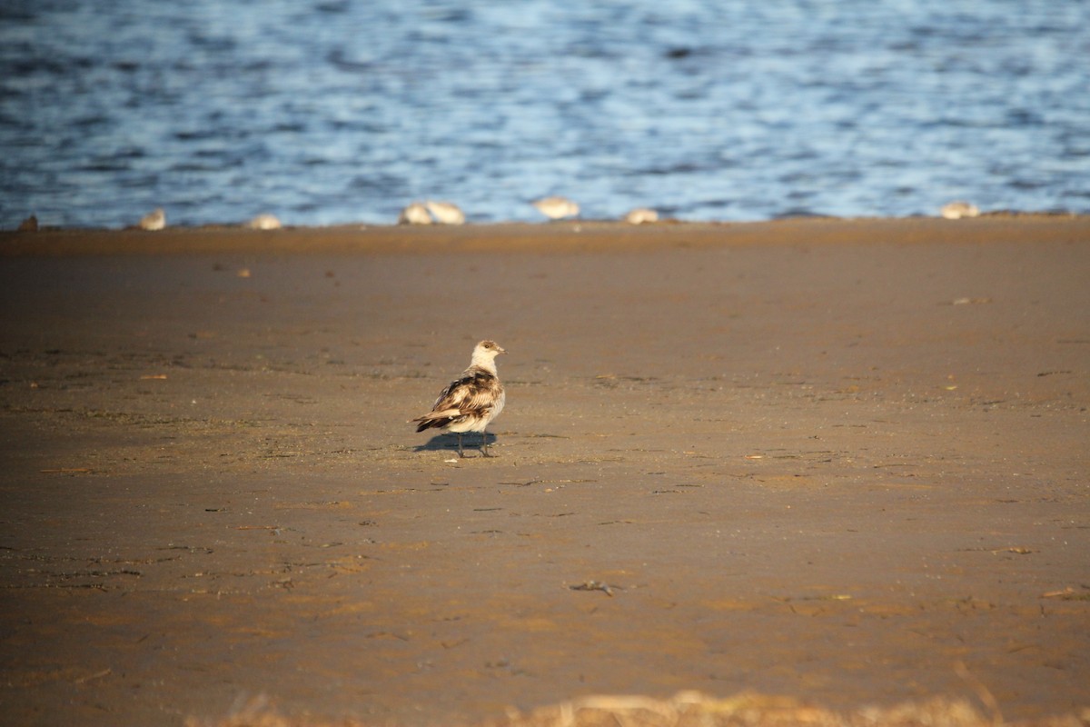 Parasitic Jaeger - ML626123469