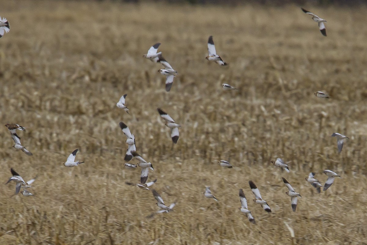 Цасч хөмрөг - ML626123524