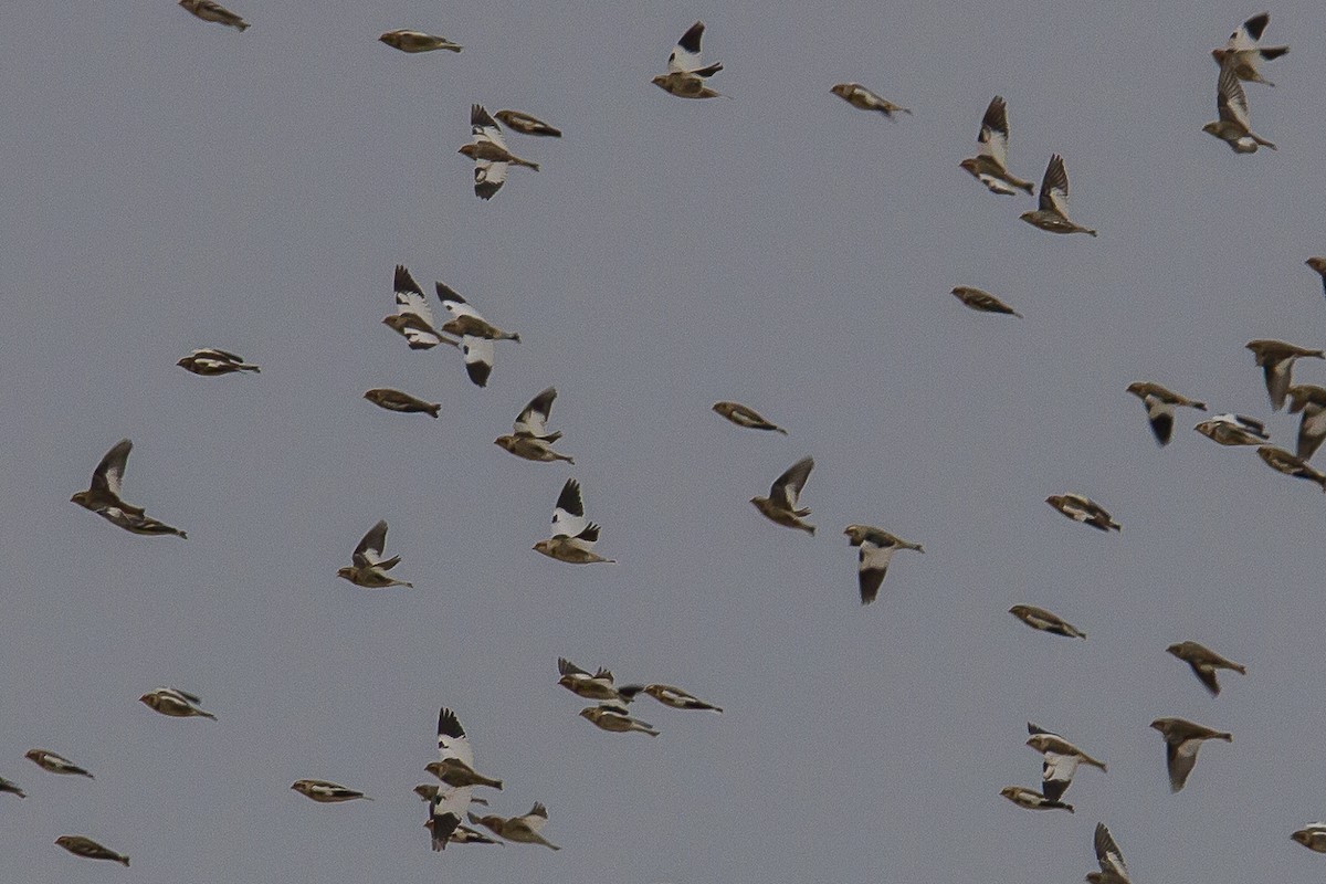 Цасч хөмрөг - ML626123533