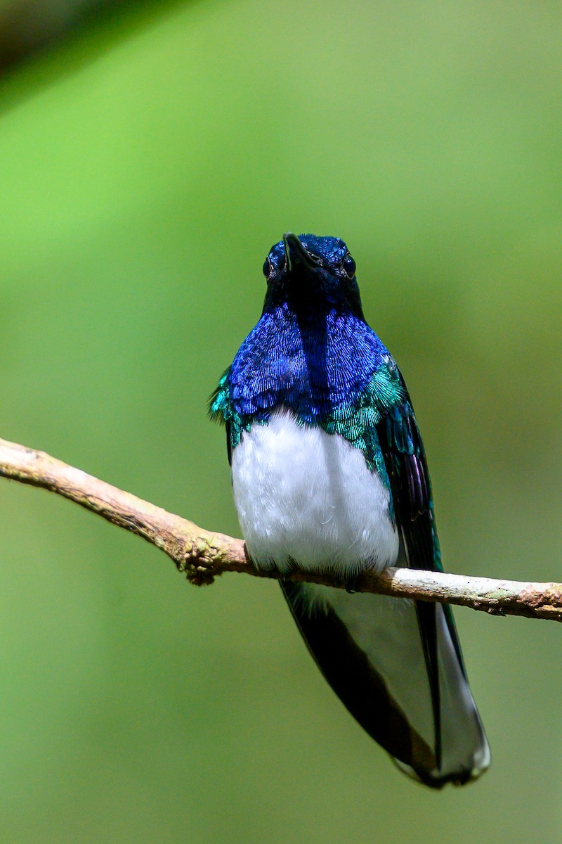 White-necked Jacobin - ML626123709