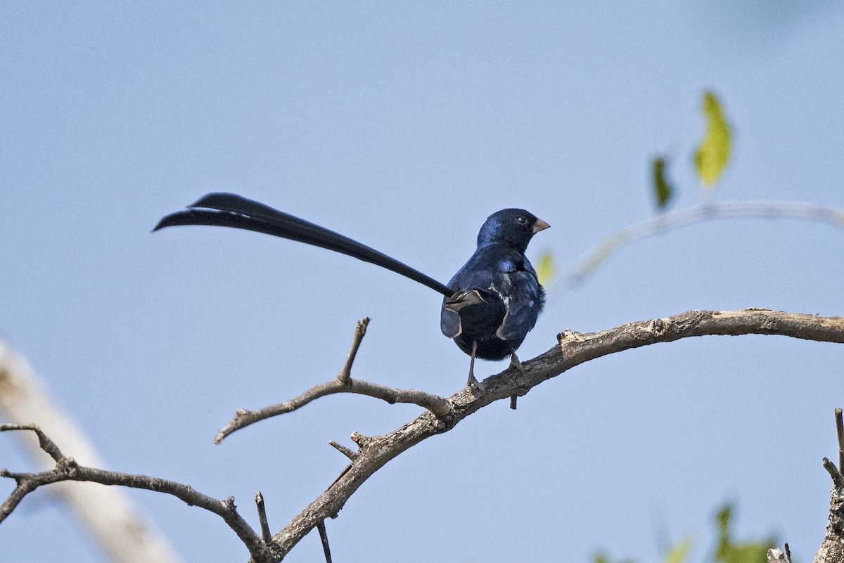 Steel-blue Whydah - ML626123775