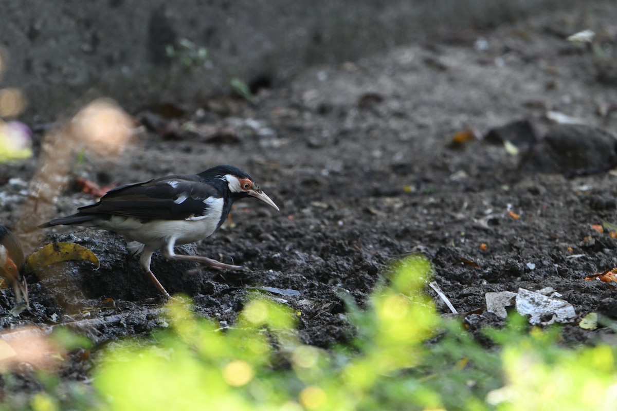 Javan Pied Starling - ML626123783