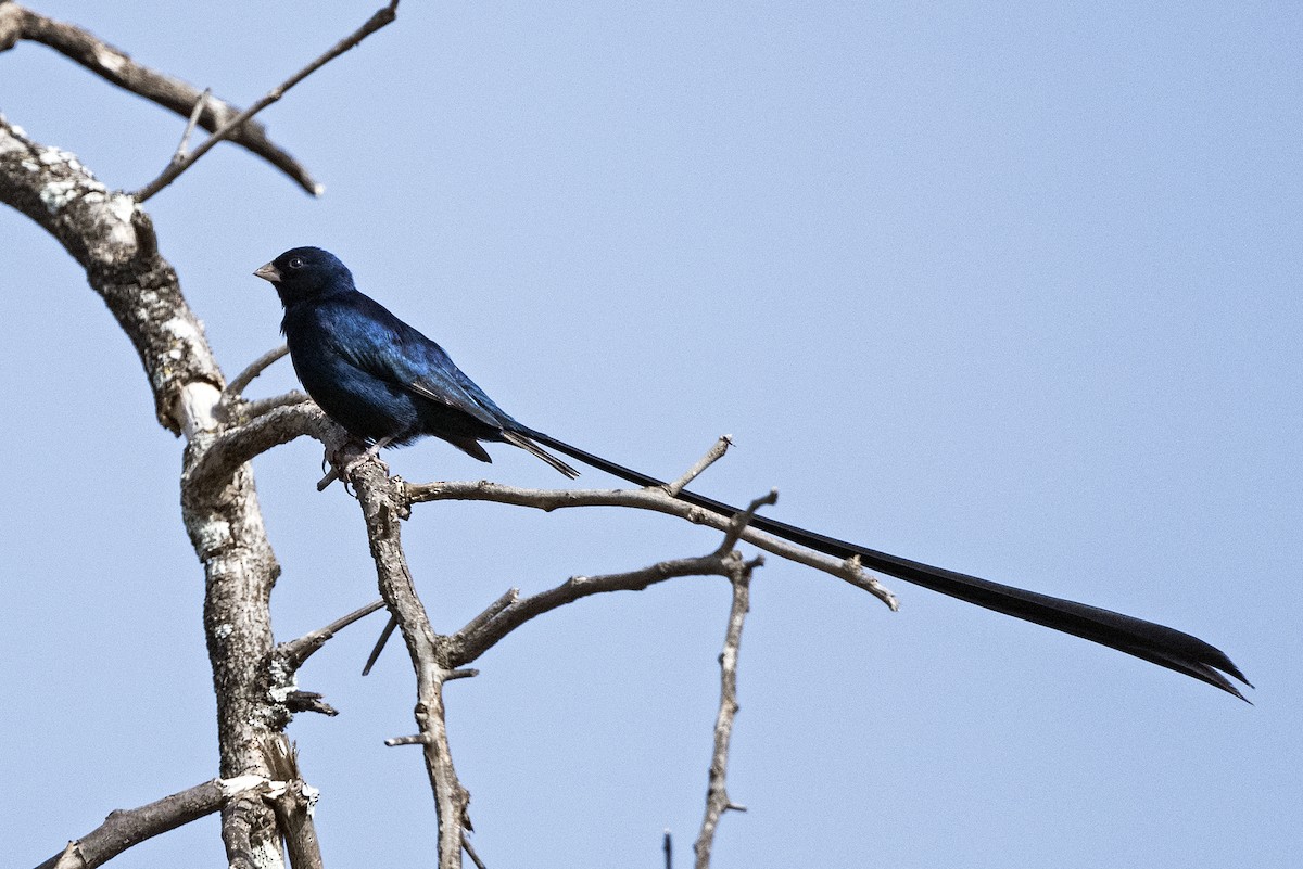 Steel-blue Whydah - ML626123796
