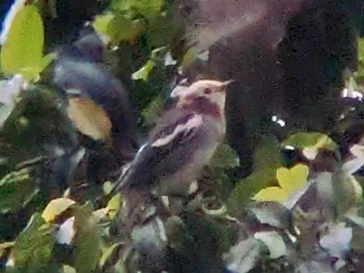 Chestnut-cheeked Starling - ML626124076