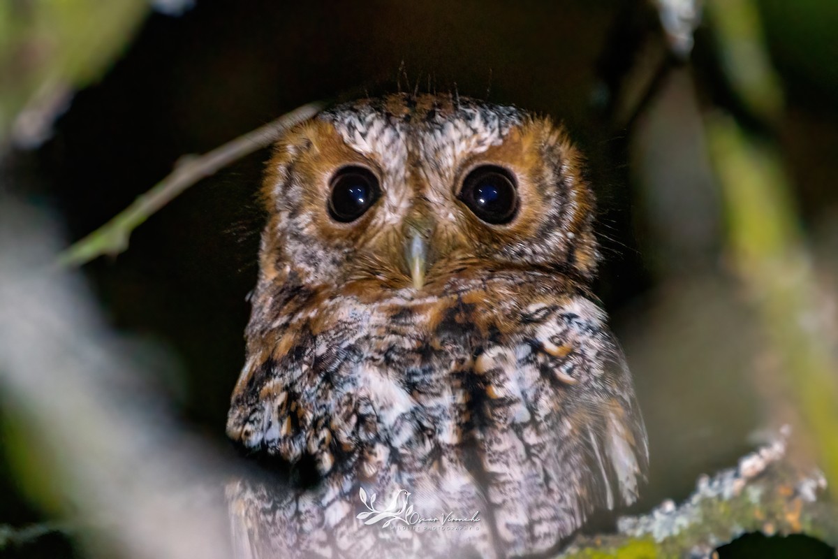 Flammulated Owl - ML626124150