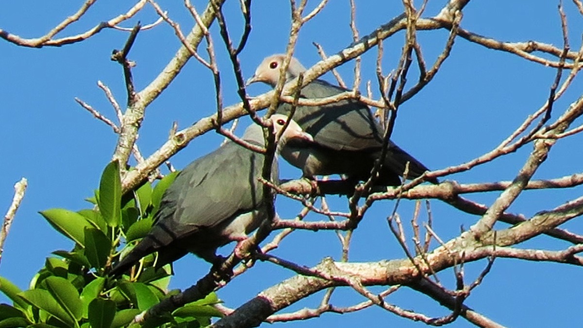 Pink-headed Imperial-Pigeon - ML626124203