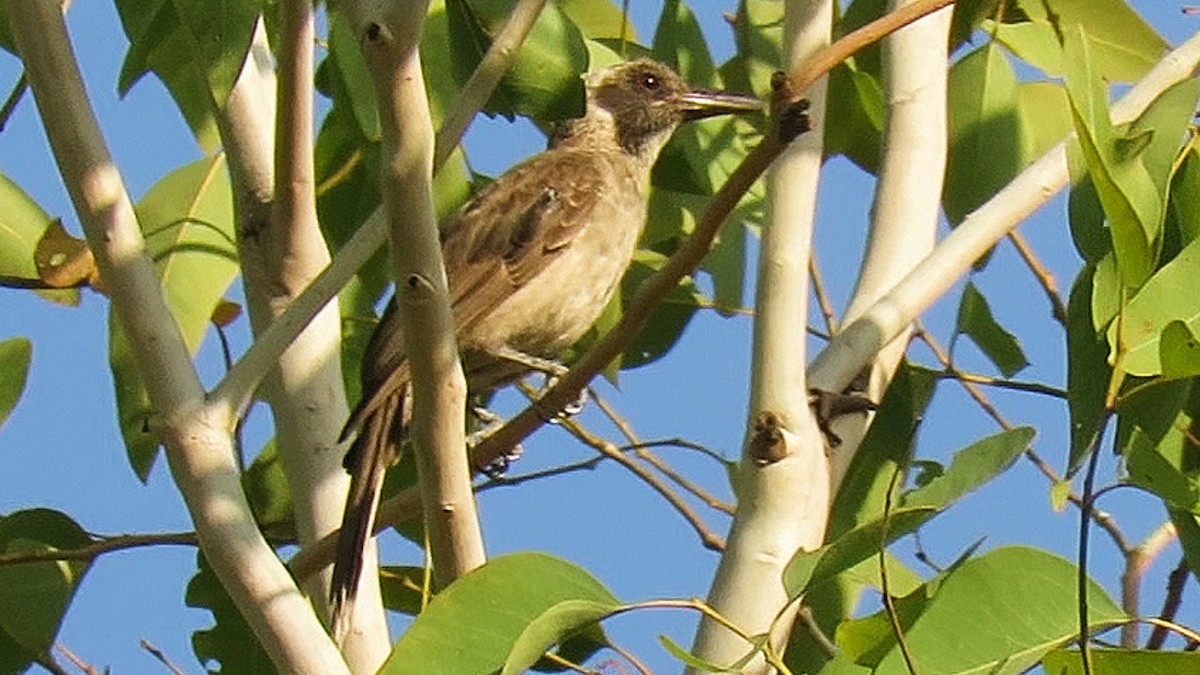 Wetar Oriole - ML626124249