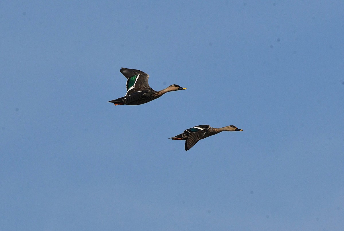 Indian Spot-billed Duck - ML626124275