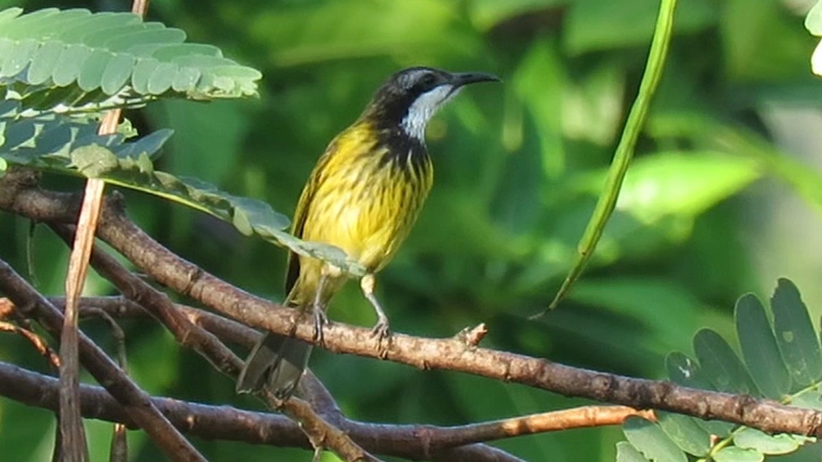 Black-chested Honeyeater - ML626124305