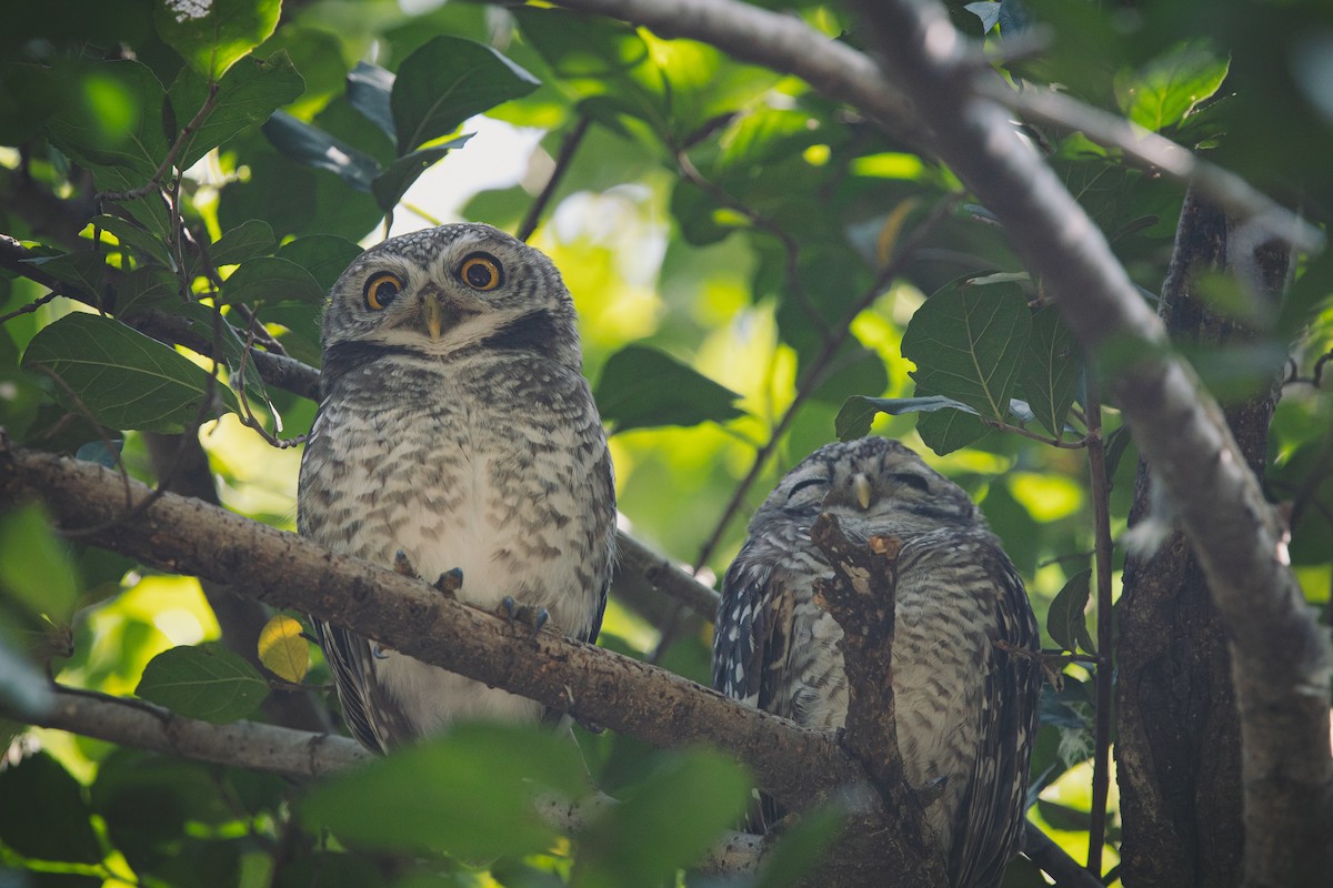 Spotted Owlet - ML626124334