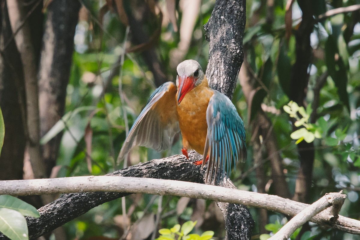 Stork-billed Kingfisher - ML626124344