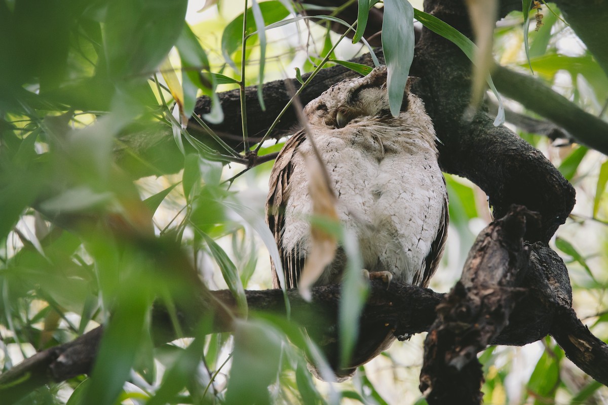 Collared Scops-Owl - ML626124348