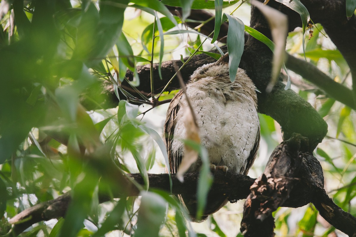 Collared Scops-Owl - ML626124349