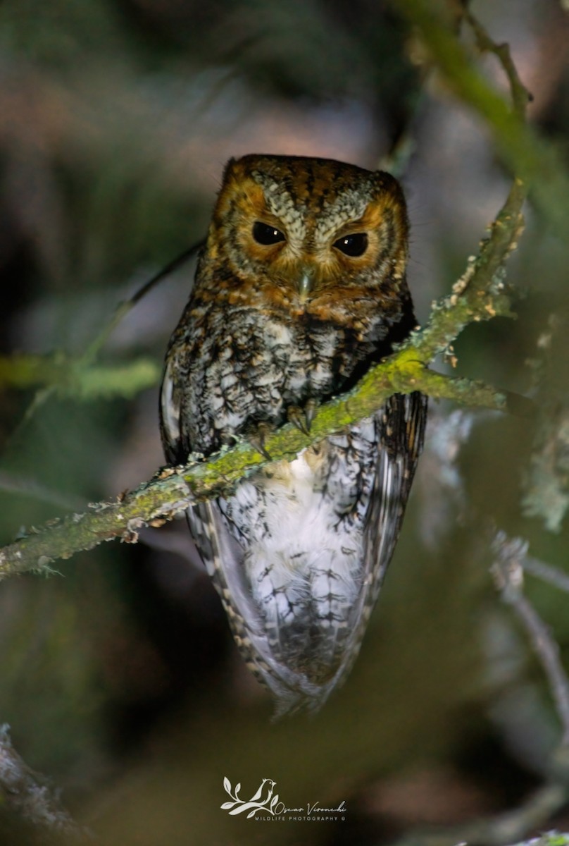 Flammulated Owl - ML626124375