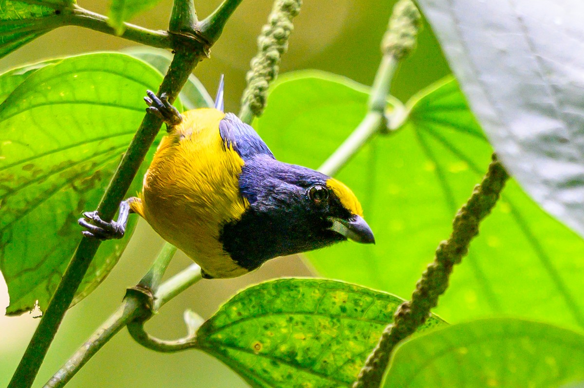 Fulvous-vented Euphonia - ML626124527