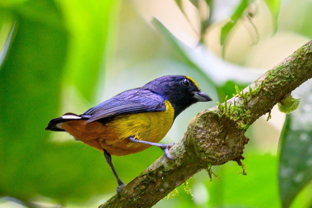 Fulvous-vented Euphonia - ML626124528