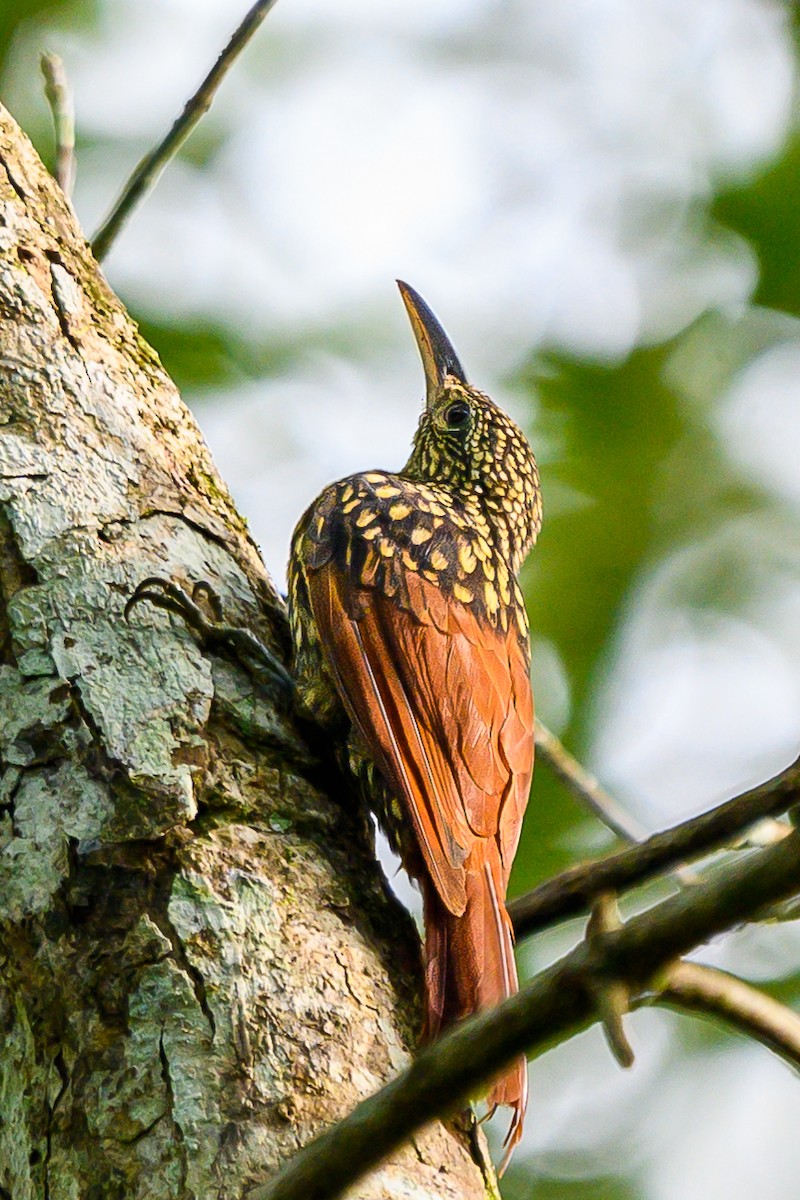 Black-striped Woodcreeper - ML626124669