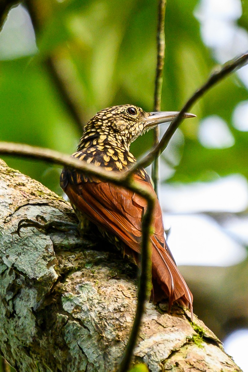 Black-striped Woodcreeper - ML626124670