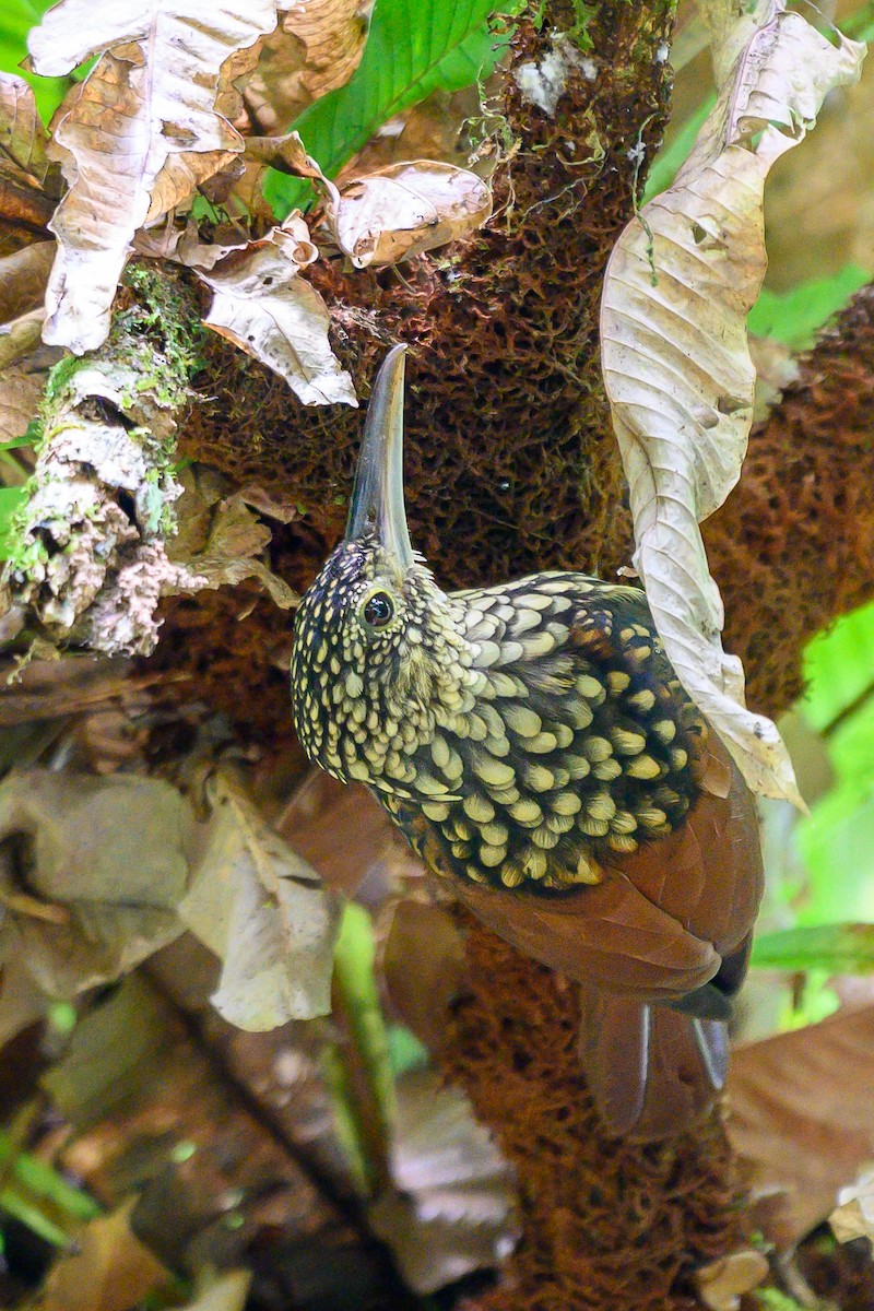 Black-striped Woodcreeper - ML626124671