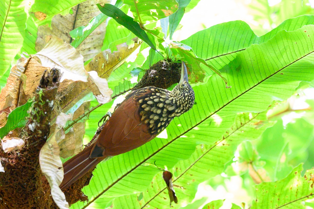 Black-striped Woodcreeper - ML626124673