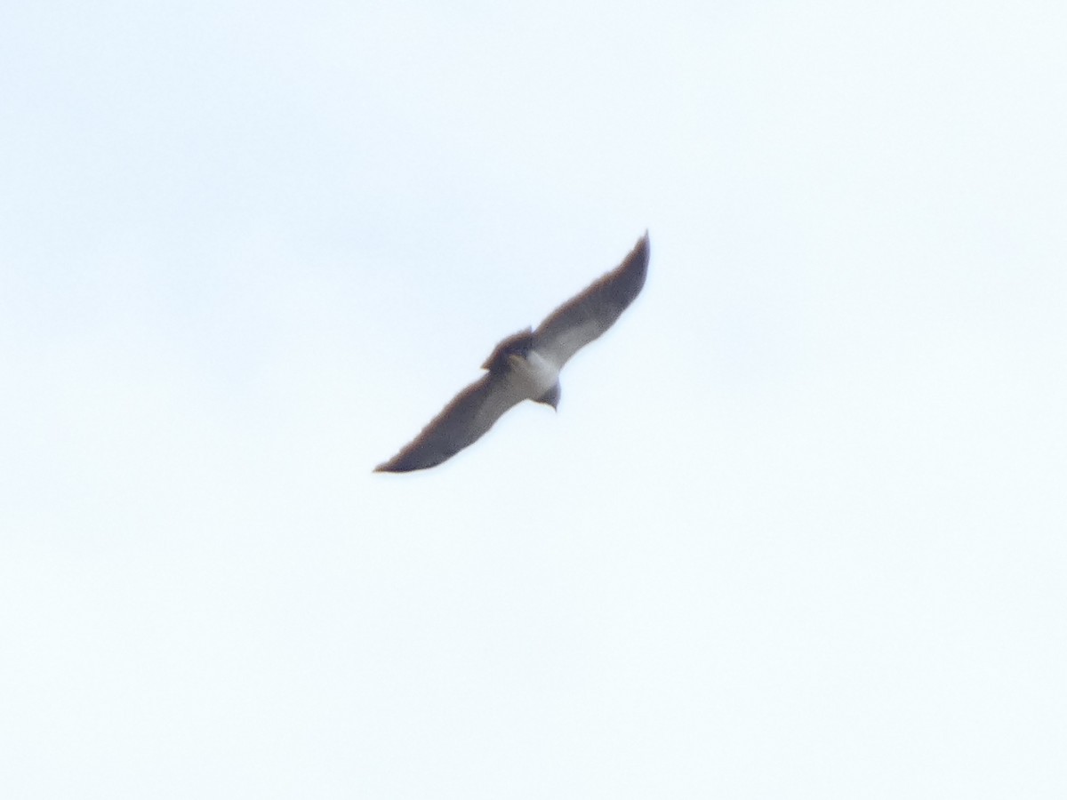 Black-chested Buzzard-Eagle - ML626124961