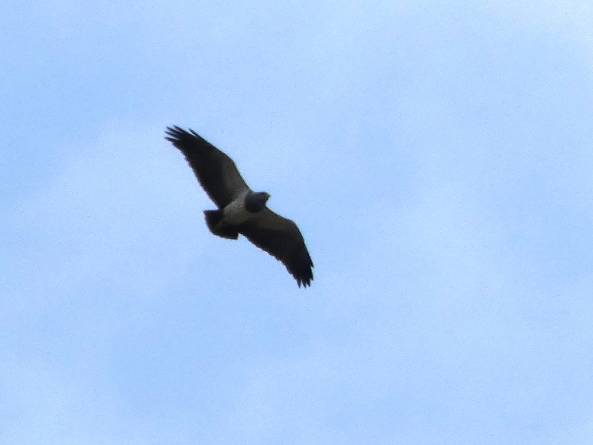 Black-chested Buzzard-Eagle - ML626124962