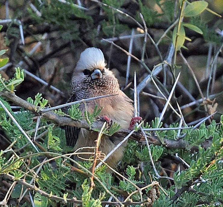 White-headed Mousebird - ML626125093