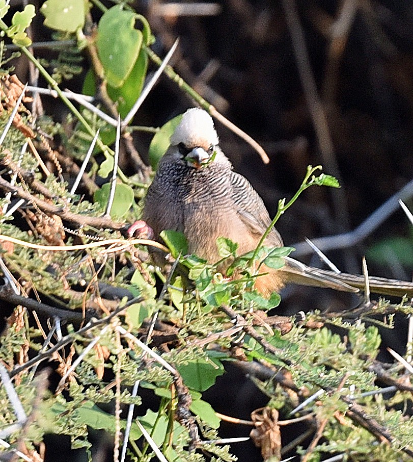 White-headed Mousebird - ML626125097