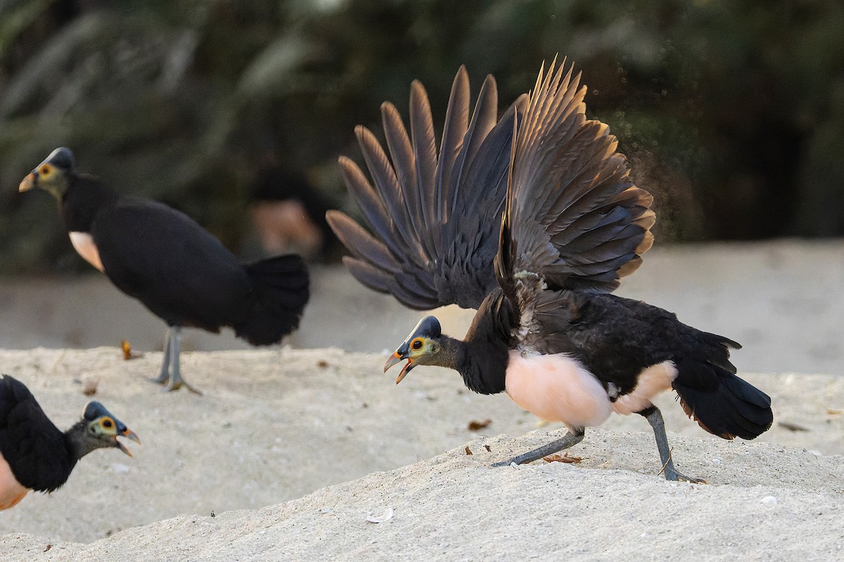 Maleo - ML626125382