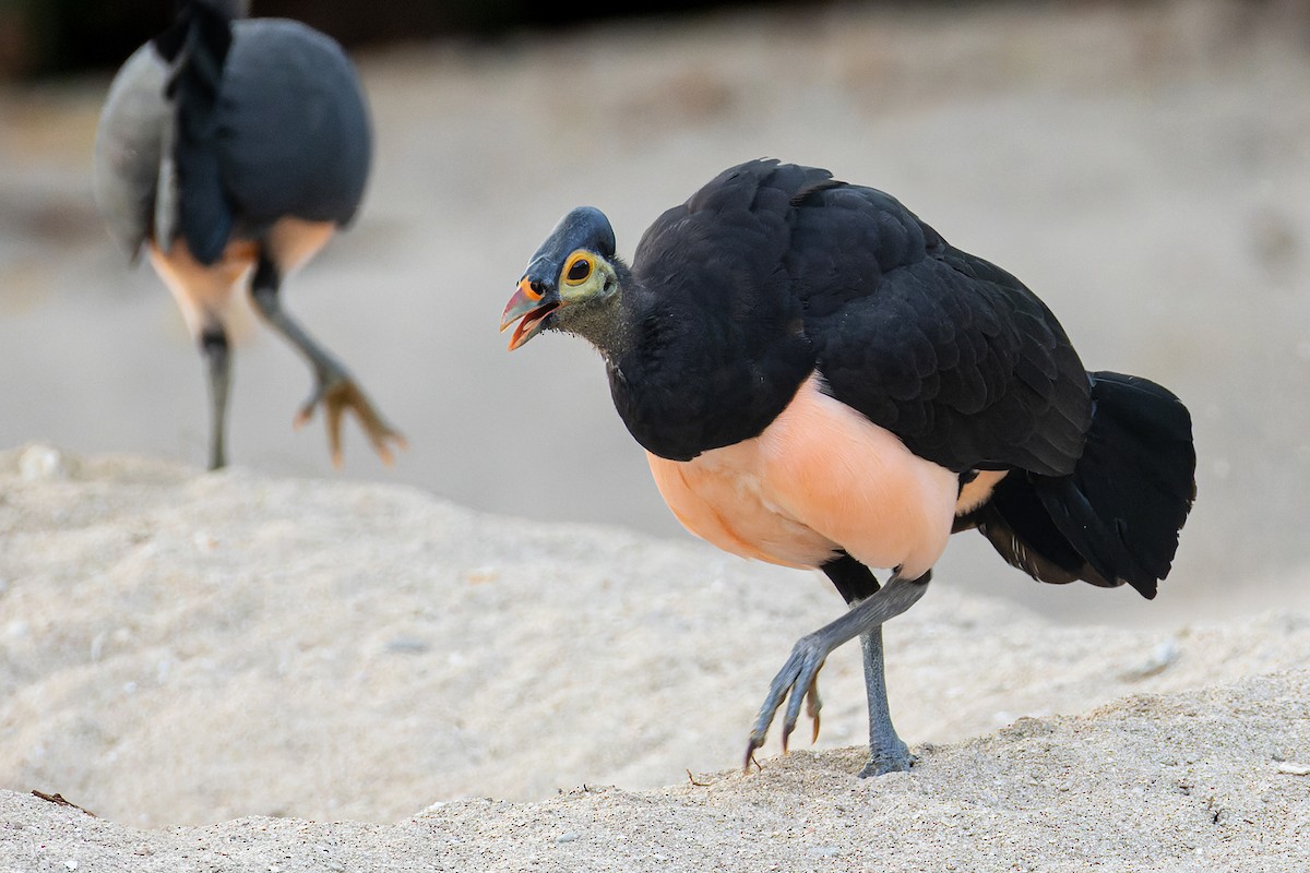 Maleo - ML626125383