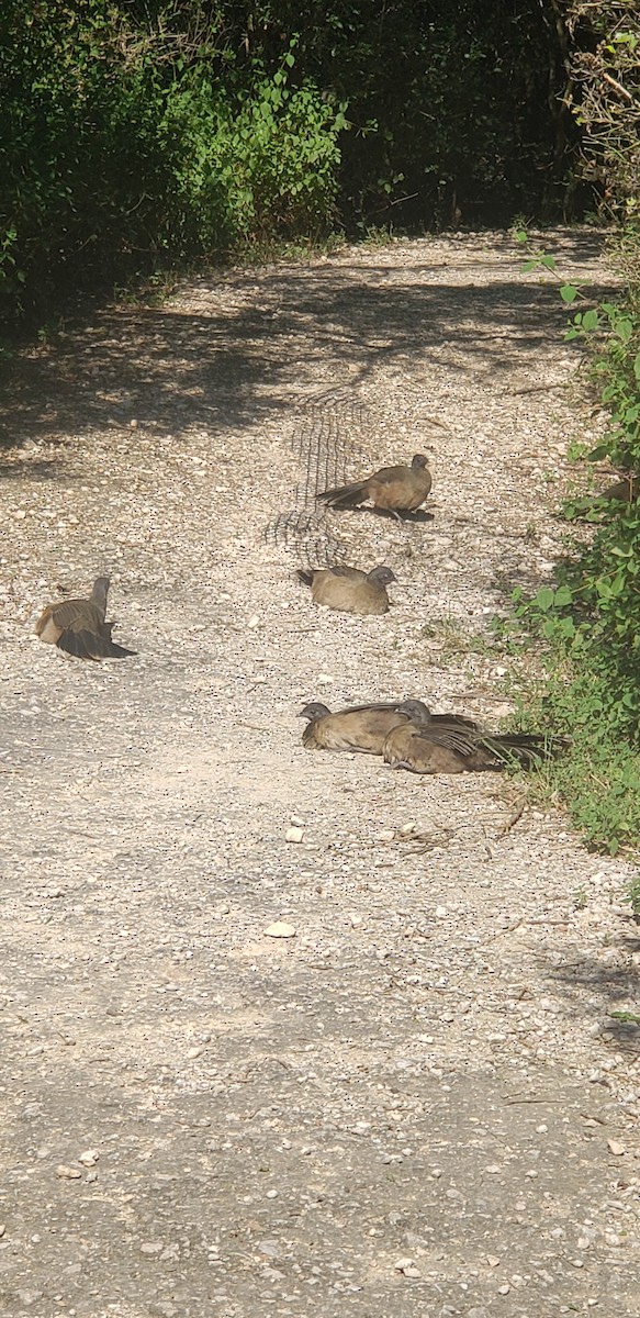 čačalaka obecná - ML626125389