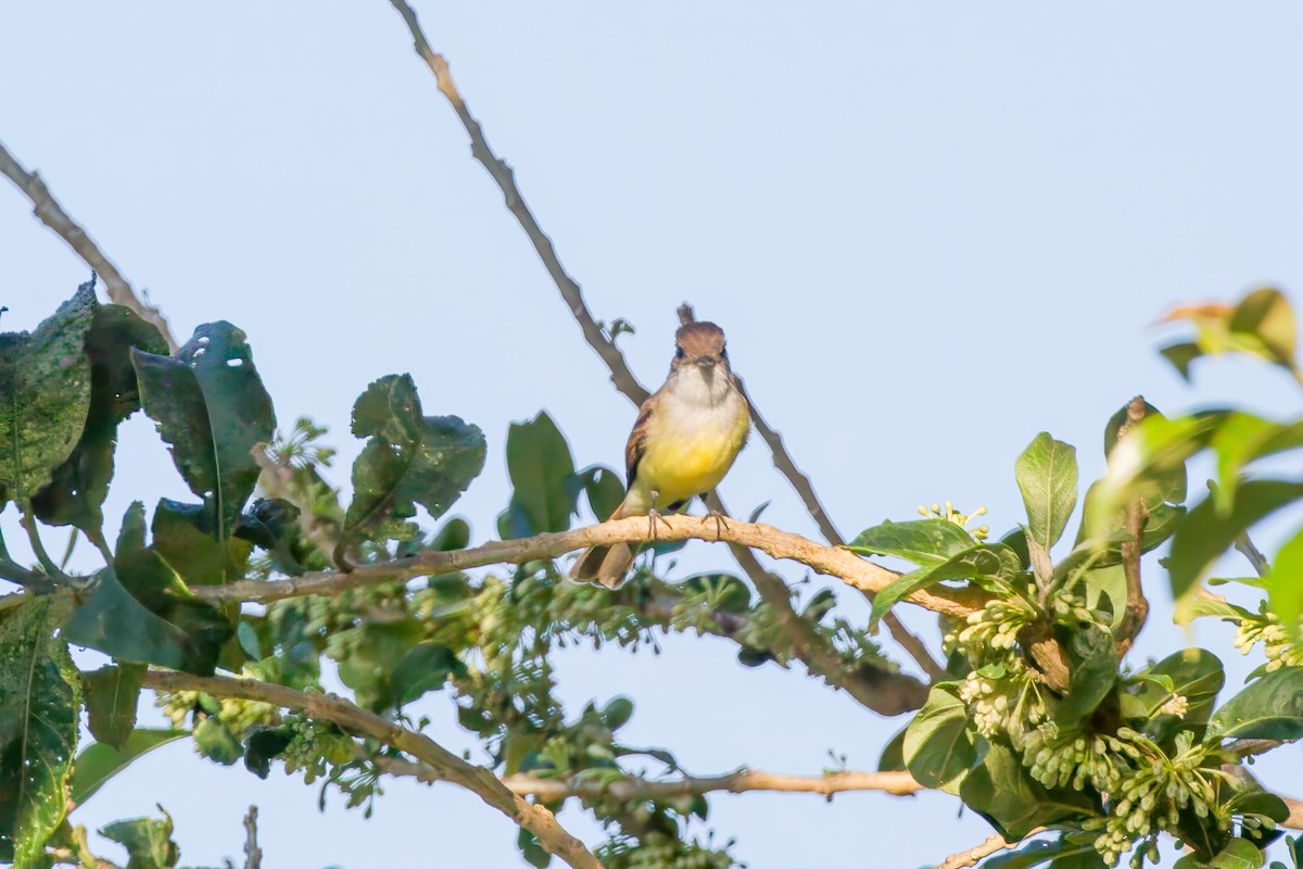 Dusky-capped Flycatcher - ML626125438