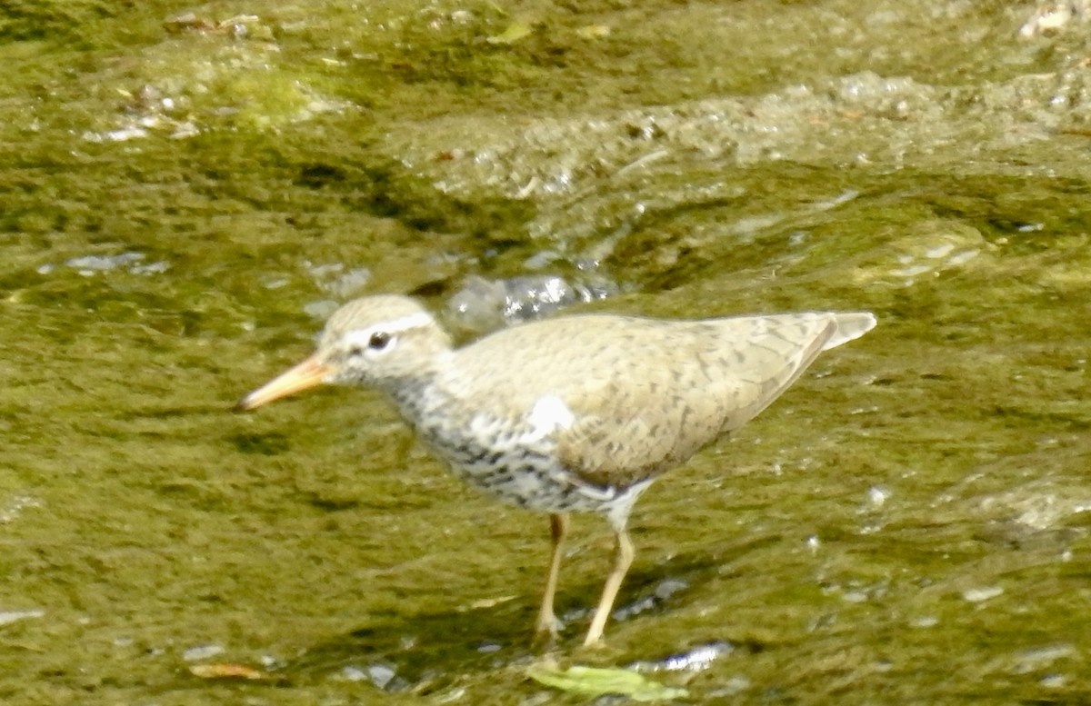 Spotted Sandpiper - ML626125532