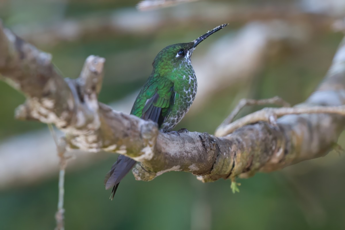 Green-crowned Brilliant - ML626125644