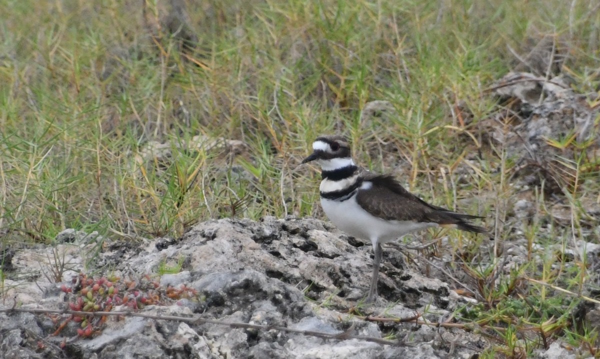 Pluvier kildir - ML626125812