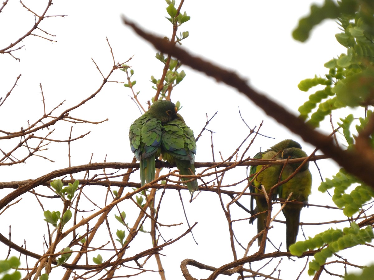 Peach-fronted Parakeet - ML626125830