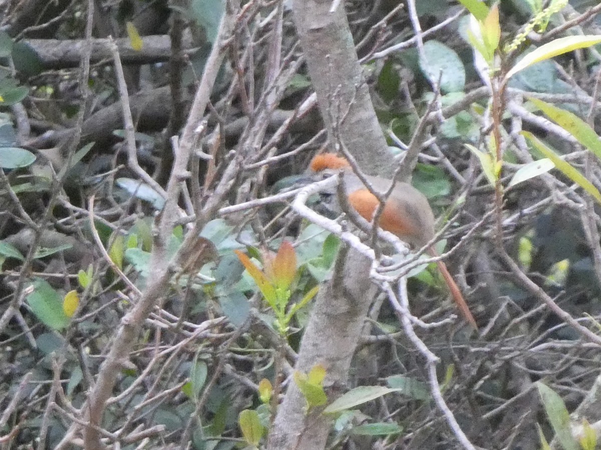 Sooty-fronted Spinetail - ML626125852