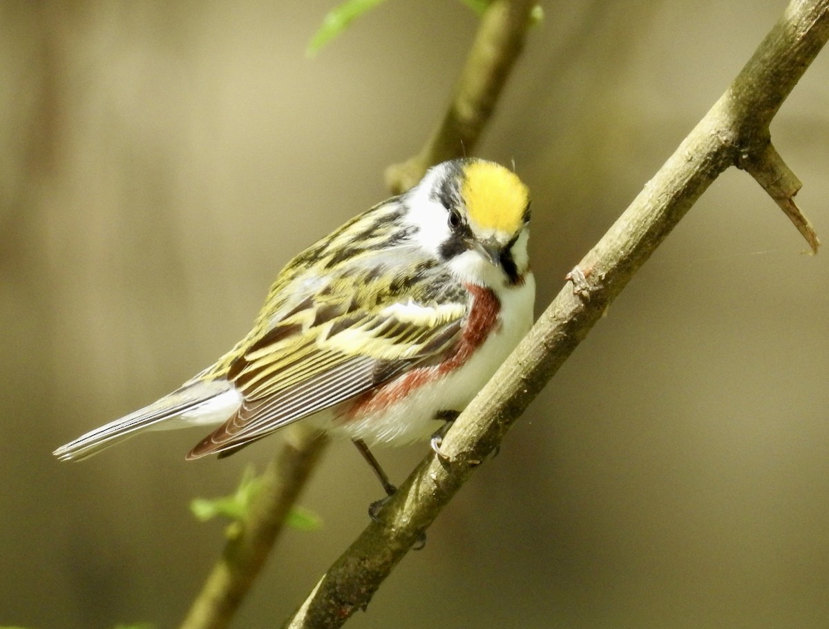 Chestnut-sided Warbler - ML626125854