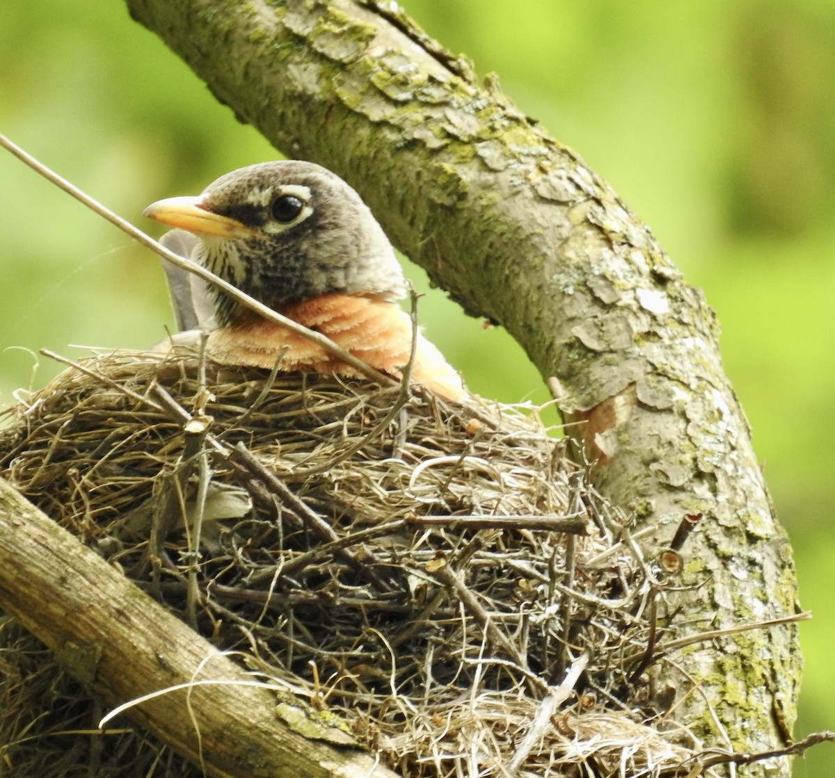 American Robin - ML626125906