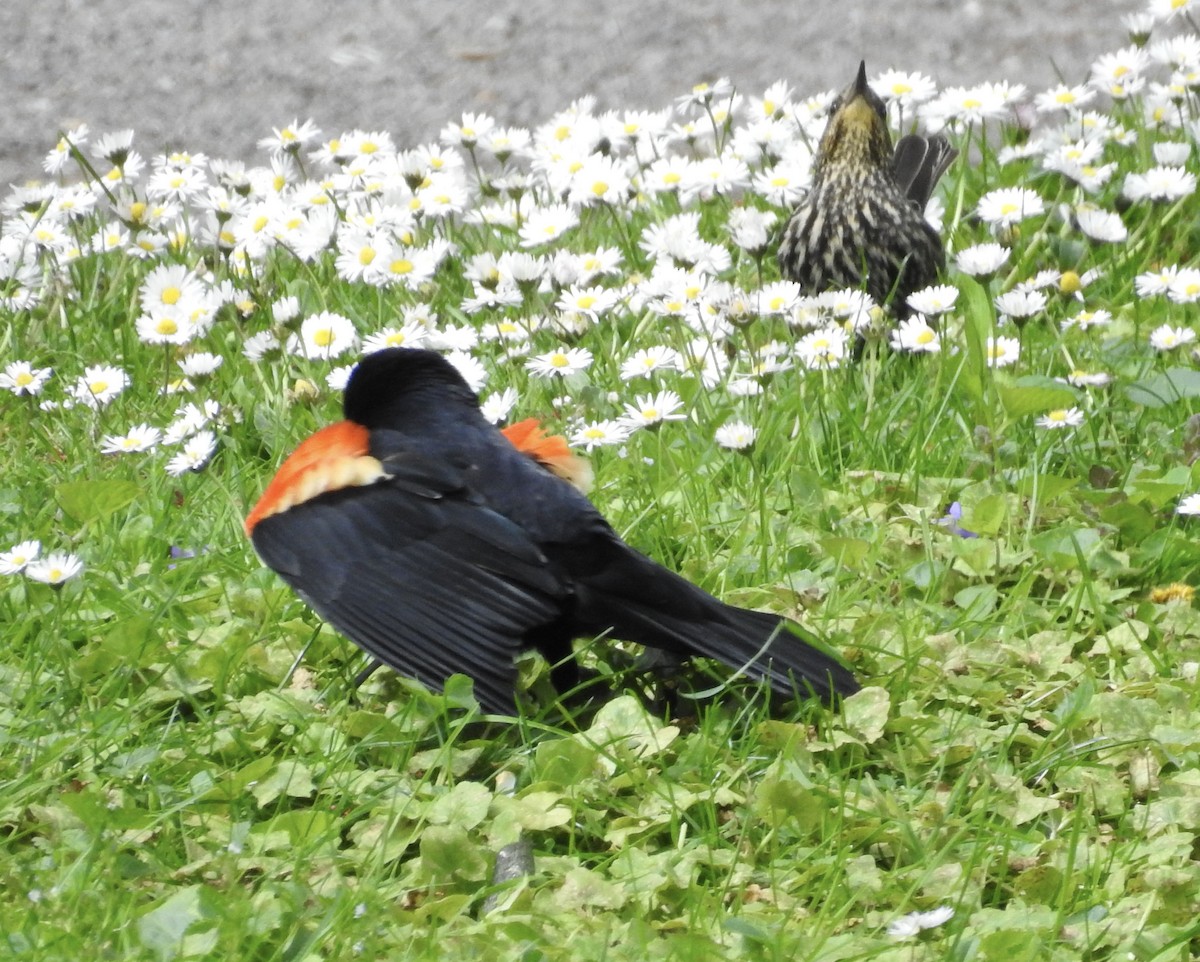 Red-winged Blackbird - ML626126002