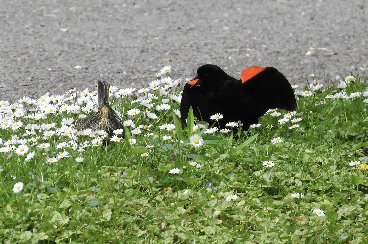 Red-winged Blackbird - ML626126003