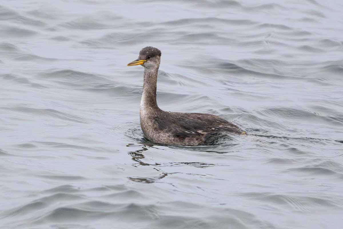 Red-necked Grebe - ML626126041