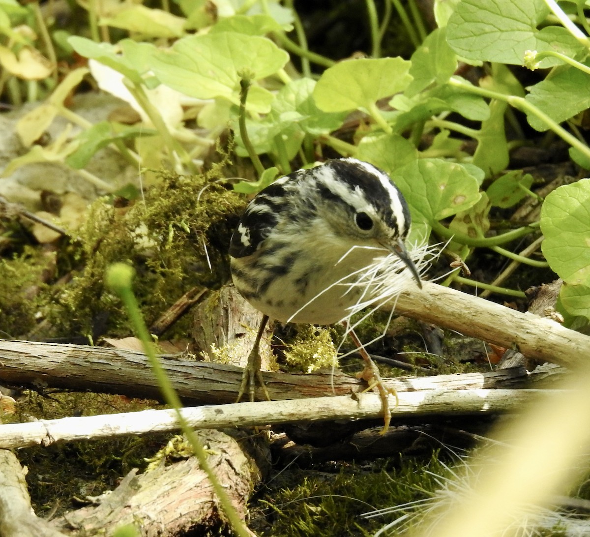 Black-and-white Warbler - ML626126060