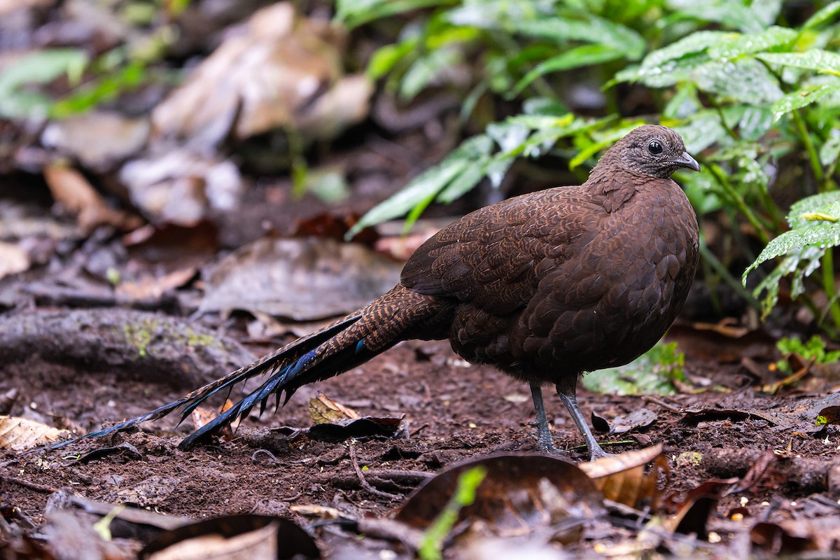 Bronze-tailed Peacock-Pheasant - ML626126116