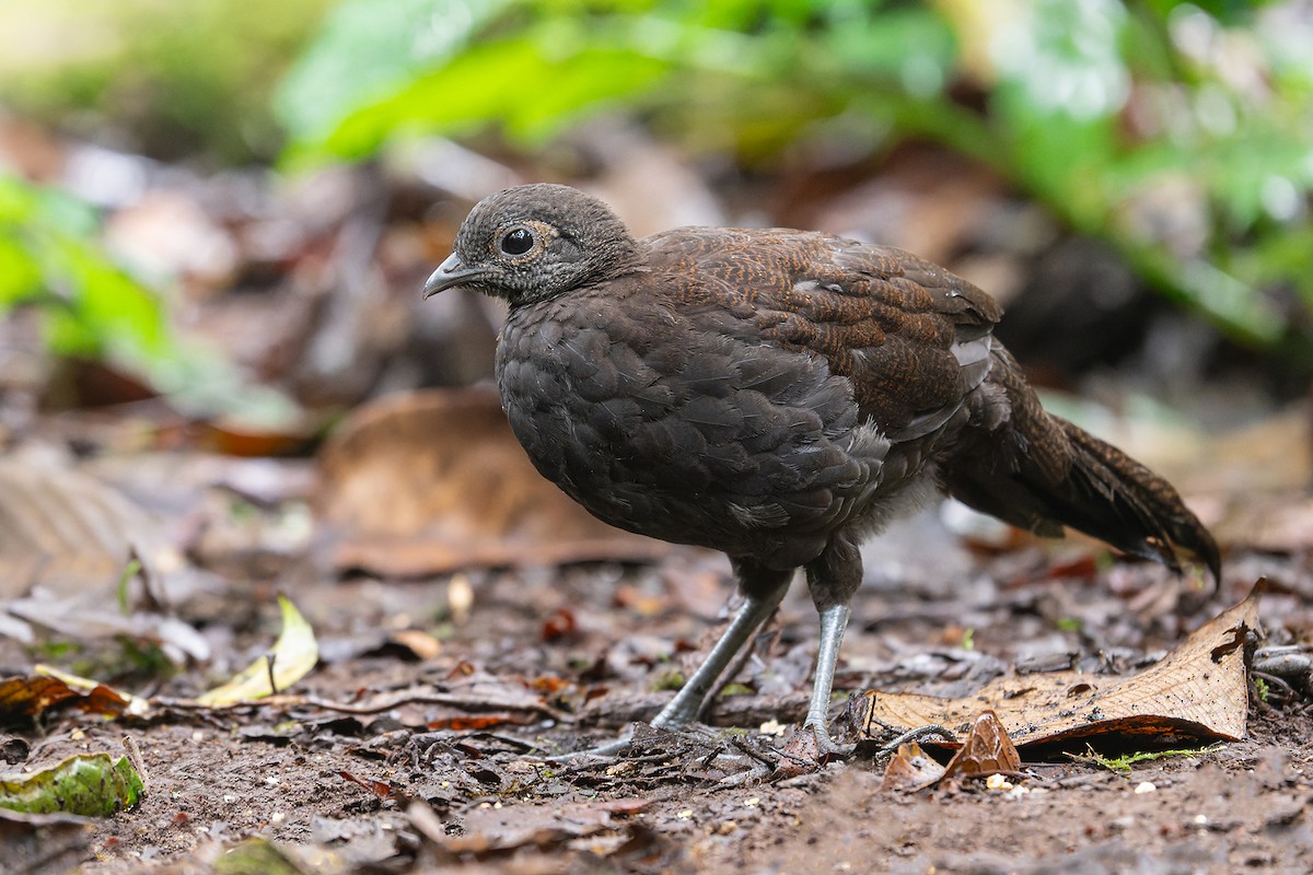 Bronze-tailed Peacock-Pheasant - ML626126117